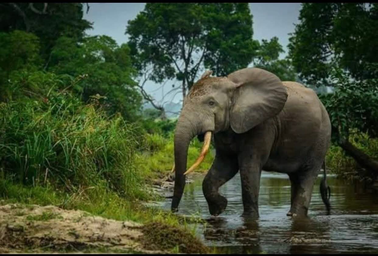 ‎FDA Confirms Two Deaths in Elephant Attack in Grand Cape Mount County