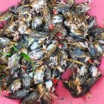 Strange Birds Invade Rice Farms in Zorzor, Lofa County; Farmer Cries for Agriculture Ministry Intervention