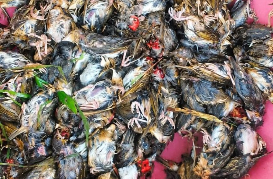 Strange Birds Invade Rice Farms in Zorzor, Lofa…