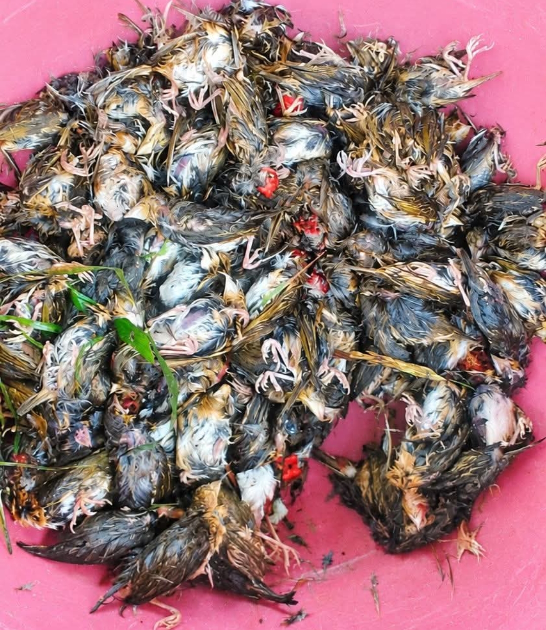 Strange Birds Invade Rice Farms in Zorzor, Lofa County; Farmer Cries for Agriculture Ministry Intervention
