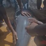 Stranding at Mamba Point Exposes Gaps in Liberia’s Marine Wildlife Rescue System