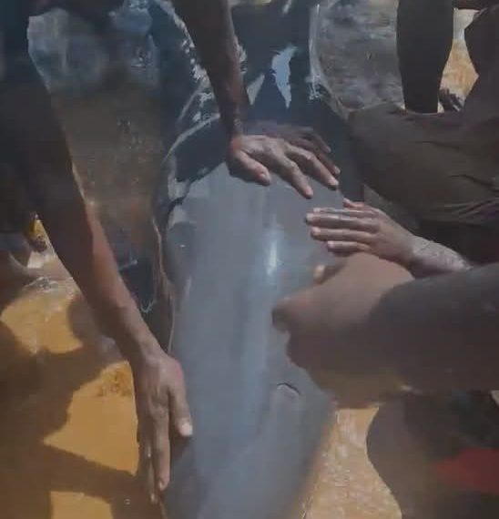 Stranding at Mamba Point Exposes Gaps in Liberia’s Marine Wildlife Rescue System